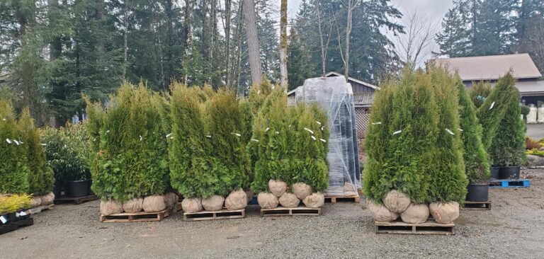 Top 10 Plants for Hedging