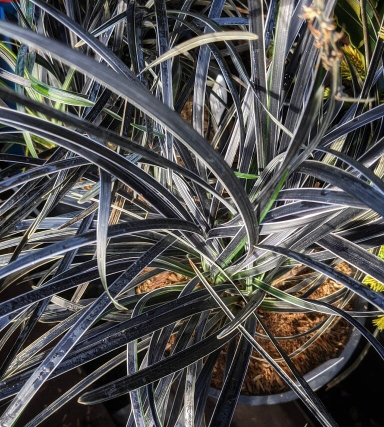 Top 10 Ornamental Grasses