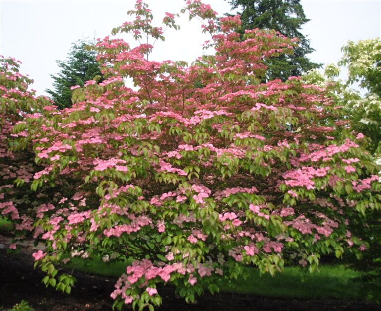 Top 10 Flowering deciduous trees