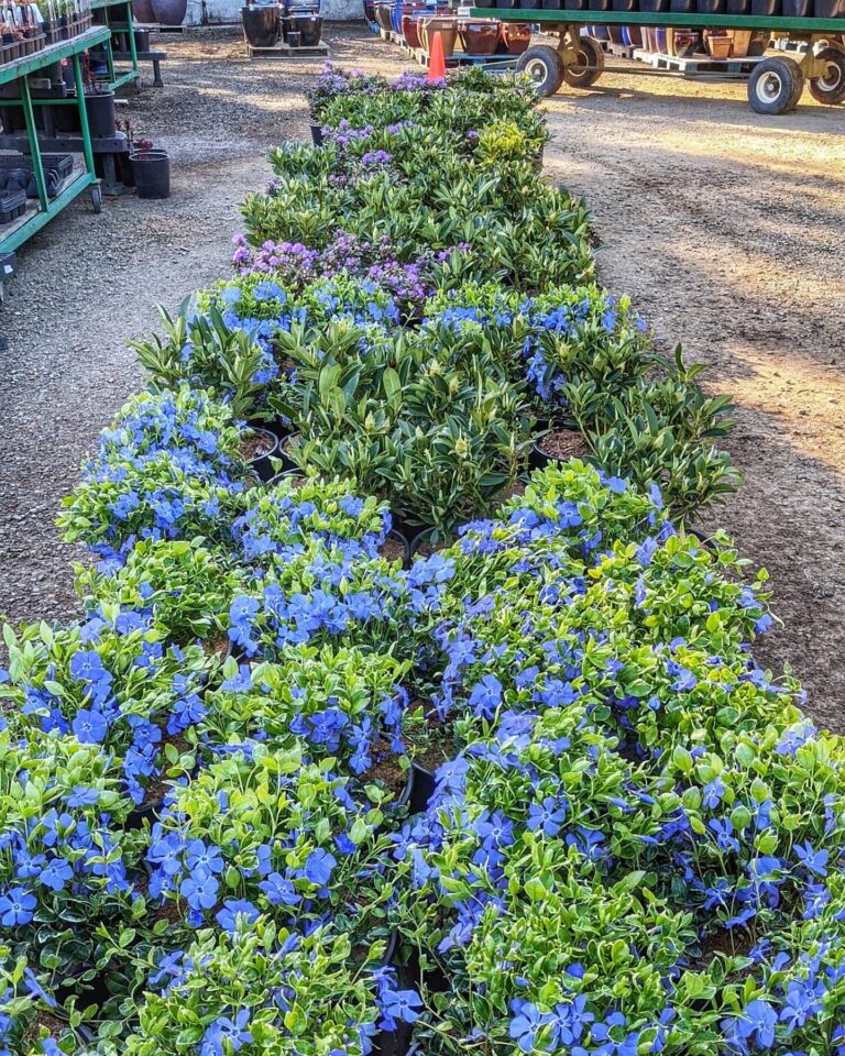 Top 10 Deciduous Flowering Shrubs