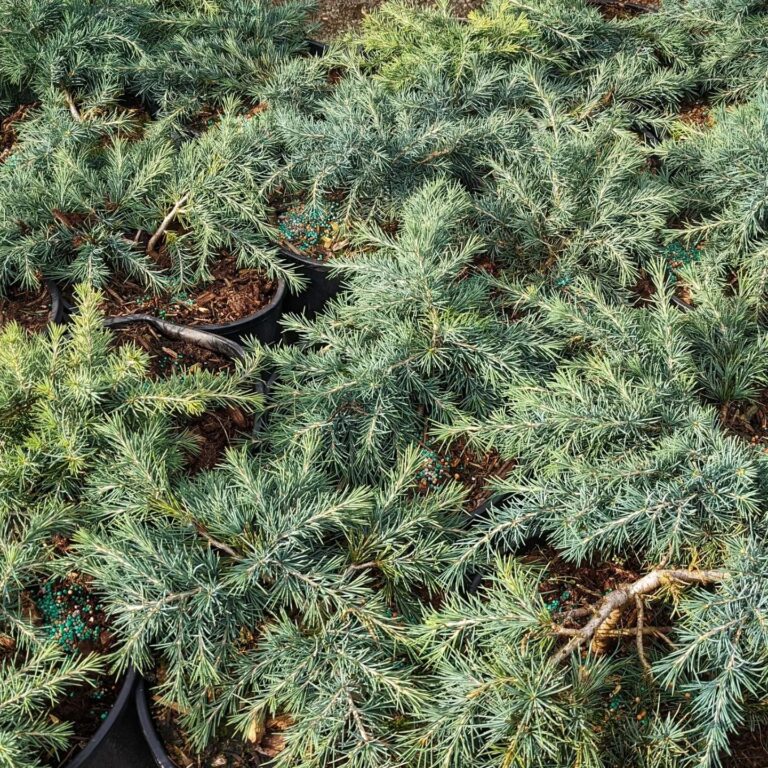 Top 10 Dwarf Conifers