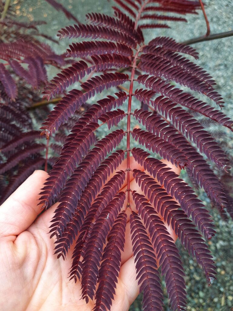 Top 10 Plants with purple foliage