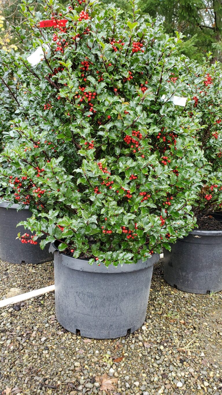 Top 10 Shrubs for container growing
