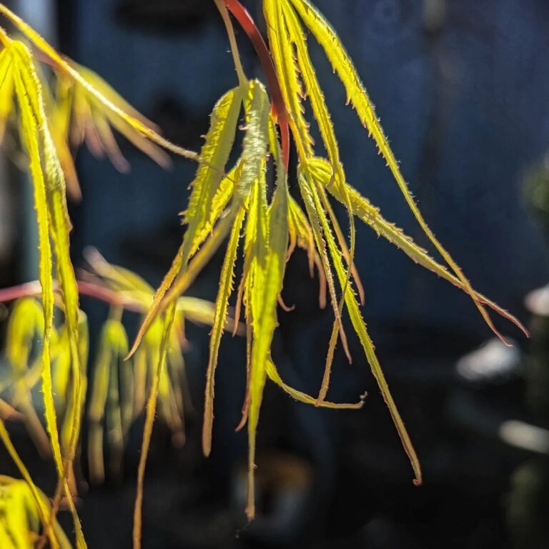 Top 10 Weeping Japanese Maples