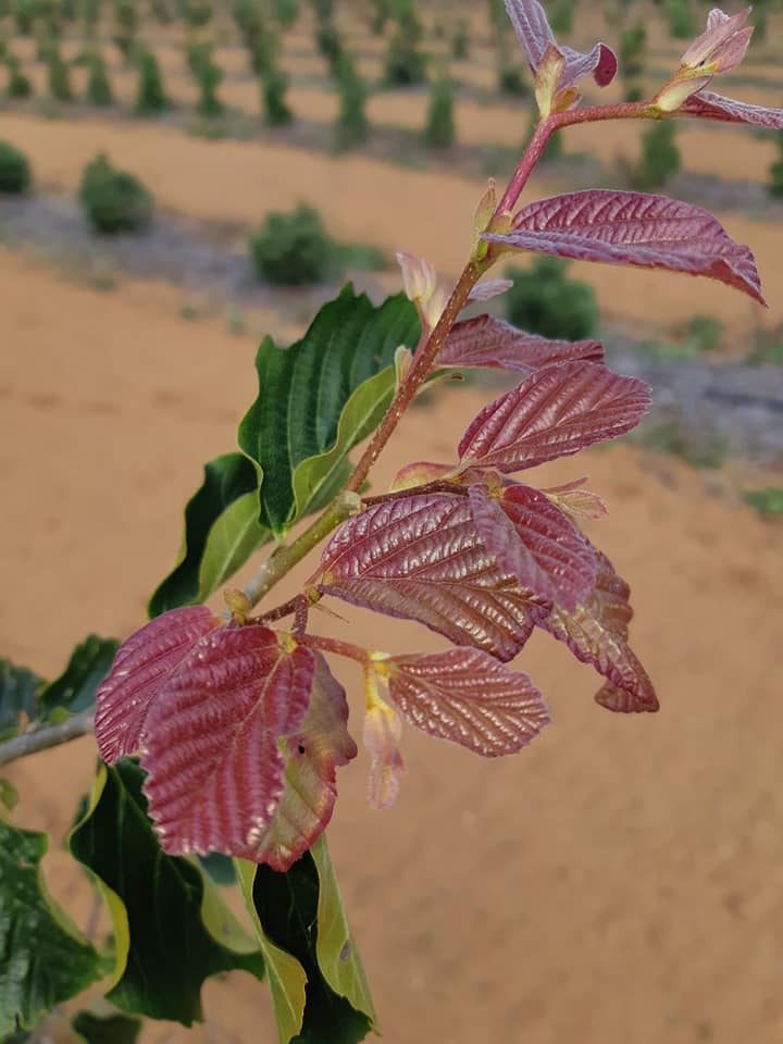 Top 10 Large specimen trees