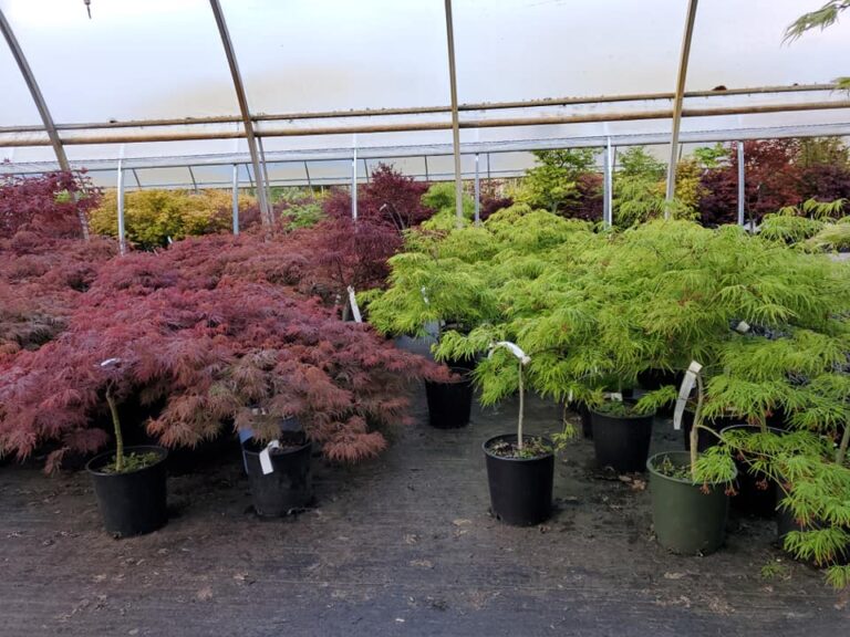 Top 10 Japanese Maples with purple foliage